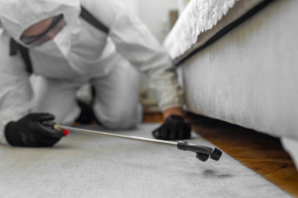Professional Bed Bug Control technician working in Lexington, TX